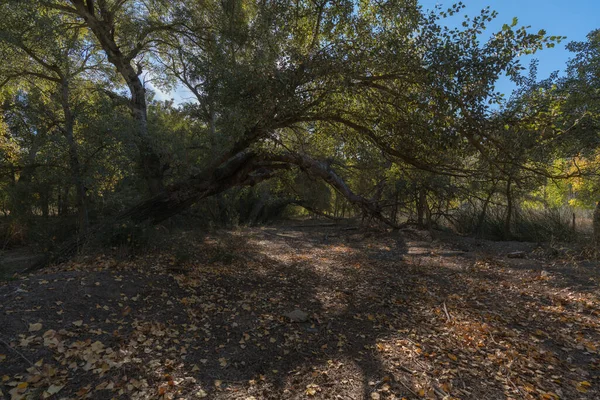 Περπατώ Ανάμεσα Λεύκες Στη Νότια Ανδαλουσία Υπάρχουν Ξερά Φύλλα Και — Φωτογραφία Αρχείου