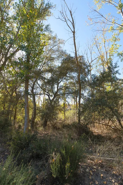 西班牙南部的杨树林 杨树有绿叶 地上有干枯的叶子 有灌木 天空晴朗 — 图库照片