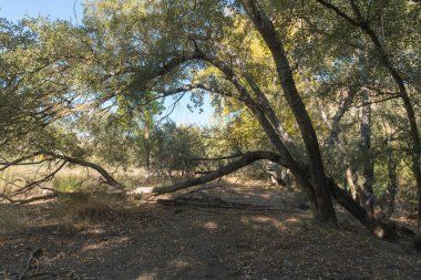 Güney Endülüs 'teki kavak ağaçlarının arasında yürüyorum. Yerde kuru yapraklar ve çimenler var. Gökyüzü açık.