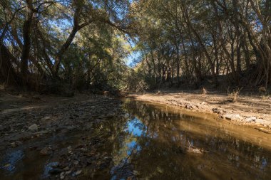 Güney İspanya 'da bir nehirde ağaçlar, nehirde su, taşlar ve bol bitki örtüsü var.,