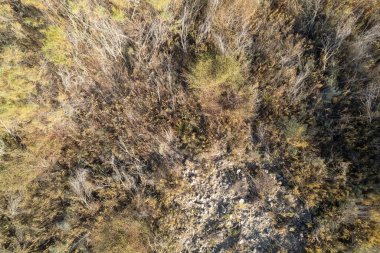 overhead shot of a forest, there are trees and bushes, there are stones