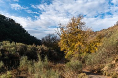 trees on a mountain in southern Spain, there are trees with yellow leaves, the sky is cloudy