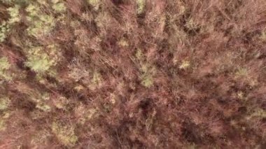 Ağaçlardan oluşan bir ormanın havadan çekilmiş videosu, ağaçların kahverengi yaprakları var, çalılar var.