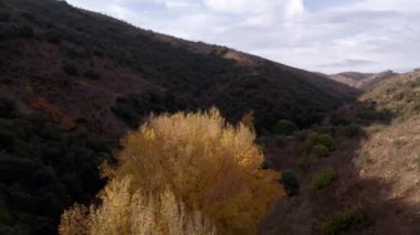 Granada 'nın güneyindeki bir vadide kavak ağaçlarının sarı yaprakları var. Dağlık bir bölge. Dağlarda meşeler ve çalılar var..
