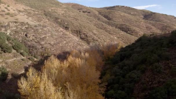 Bosque Álamos Valle Sur Granada Los Álamos Tienen Hojas Amarillas — Vídeos de Stock