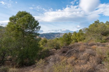 İspanya 'nın güneyindeki bir dağdaki çam ormanında çalılar ve gökyüzünde bulutlar var.