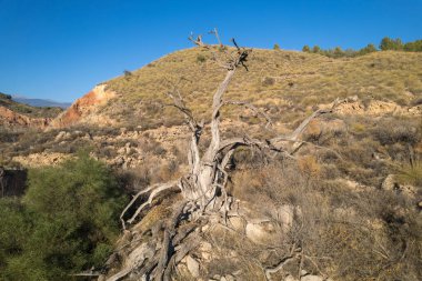 Dağda kuru ağaç, çalılar ve ağaçlar var, taşlar var ve gökyüzü açık.