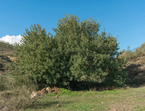 Frondoso Árbol Campo Sur Granada Hay Hierba Verde Arbustos Cielo — Foto de Stock