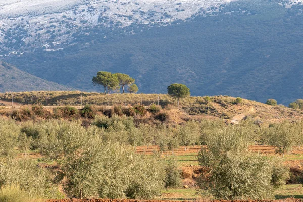 Granada 'nın güneyindeki dağlık bir bölgede ağaçlar, dağda zeytin ve çam ağaçları var, karlar var.