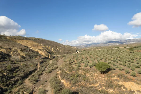 İspanya 'nın güneyindeki dağlık alanda, bir zeytin ağacı yetiştiriliyor, kuru bir nehir var, gökyüzünde bulutlar var.
