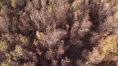 Orman ağaçlarının üzerinde uçan yapraklar kahverengidir çünkü sonbahardayız.