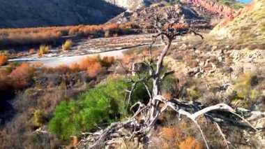 flying around a dry tree, there are trees and bushes, there are stones and a river