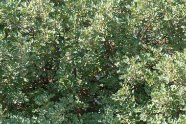 Bir ağacın yeşil yaprakları, yaprakların yuvarlak bir şekli vardır.