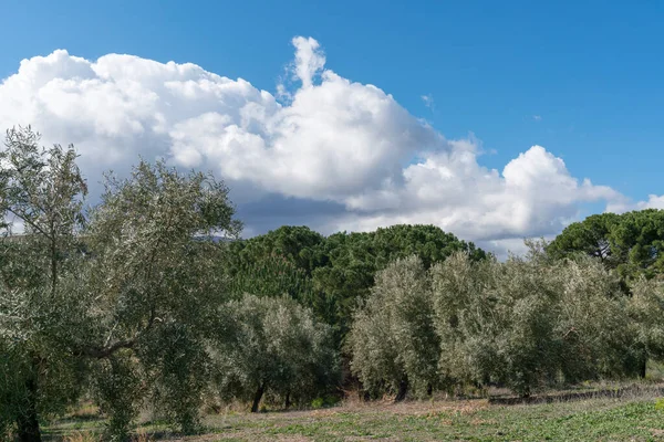 Coltivazione Olivi Provincia Granada Sono Montagne Intorno Sono Diverse Serre — Foto Stock