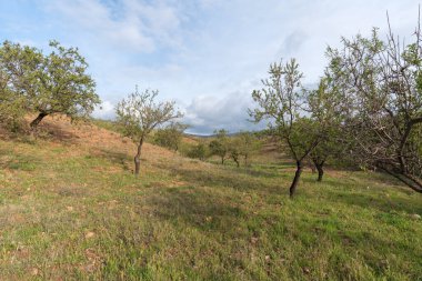İspanya 'nın güneyinde badem ağaçları yetiştiriliyor. Badem ağaçlarının yeşil yaprakları var. Yeşil çimenler var.