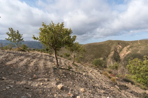 Cultivation Carob Trees South Spain Bushes Stones Mountain Area Sky — Φωτογραφία Αρχείου