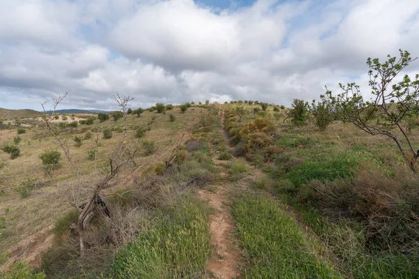 Cultivation Carob Almond Trees South Spain Mountainous Area Bushes Stones — Stock Photo, Image