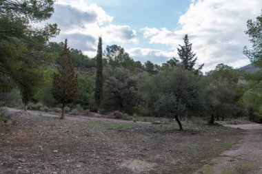 Dağda çeşitli ağaçlar, zeytin ağaçları, çamlar ve selvi ağaçları, çalılar ve taşlar var, gökyüzünde bulutlar var.
