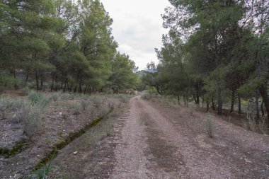 Çam ormanlarından geçen toprak yol, çimenler ve çalılar var, taşlar var, gökyüzü bulutlu