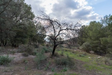 İspanya 'nın güneyindeki bir dağ bölgesinde ağaçlar, bir zeytin ağacı, çam ağaçları ve kuru bir badem ağacı var, çalılar ve çimenler var, gökyüzü bulutlu.