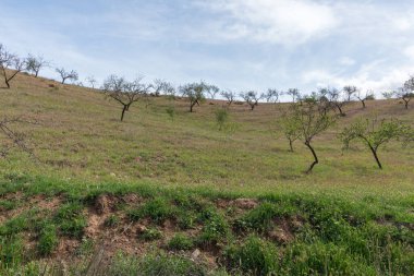 Güney İspanya 'da badem ekimi, badem ağaçlarının yeşil yaprakları var, yeşil çimenler var, taşlar var, gökyüzü bulutlu