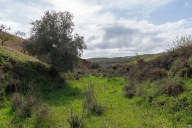 Güney Endülüs 'ün dağlık bölgesi, bir zeytin ve badem ağaçları var, çimenler yeşil, gökyüzü bulutlu