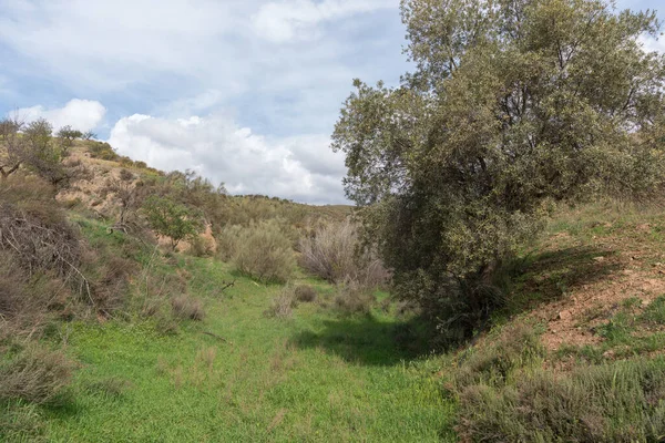 Bergachtig Gebied Van Zuidelijk Andalusië Zijn Olijf Amandelbomen Het Gras — Stockfoto