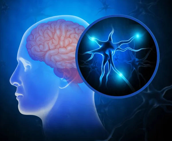 Ilustração Médica Cérebro Humano Com Neurônios Ativos — Fotografia de Stock