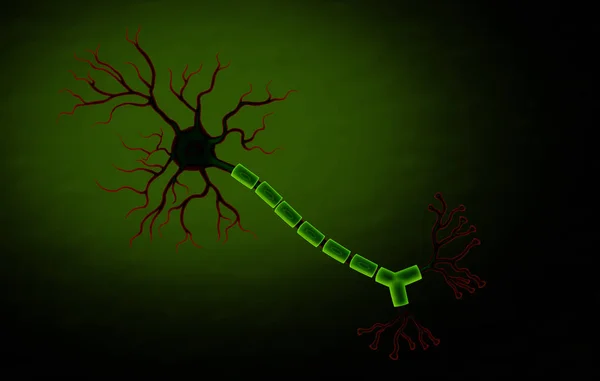 Medical illustration of Human Neuron cell