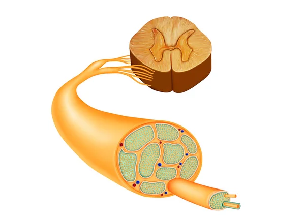 Illustratie Van Menselijke Anatomie Zenuw Stockfoto