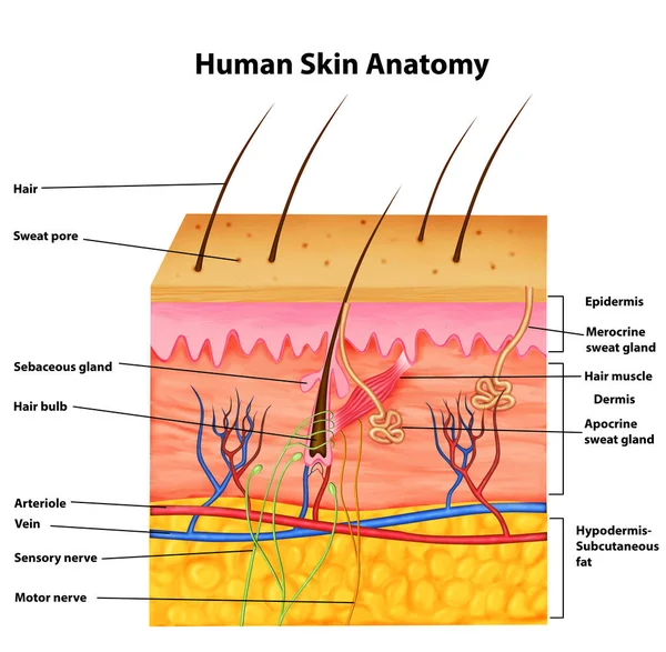Ilustración Humano Piel Anatomía — Foto de Stock