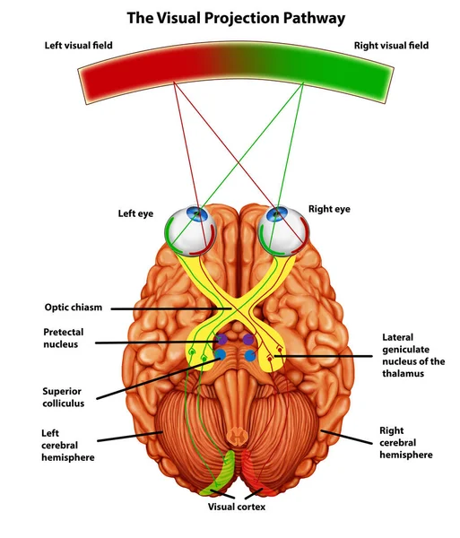 Visual projection pathway anatomy illustration