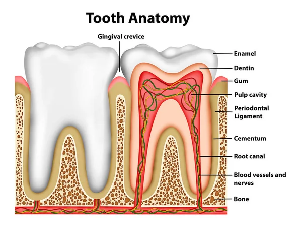 Tooth Anatomy Medical Illustration — Stock Photo, Image