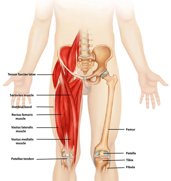Lékařská Ilustrace Anatomie Svalů Nohou Označením — Stock fotografie