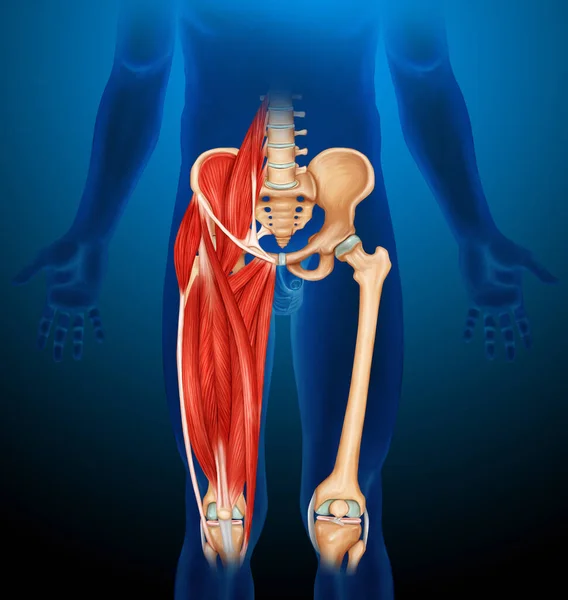 Noha Sval Anatomie Lékařské Ilustrace Modré Tělo — Stock fotografie