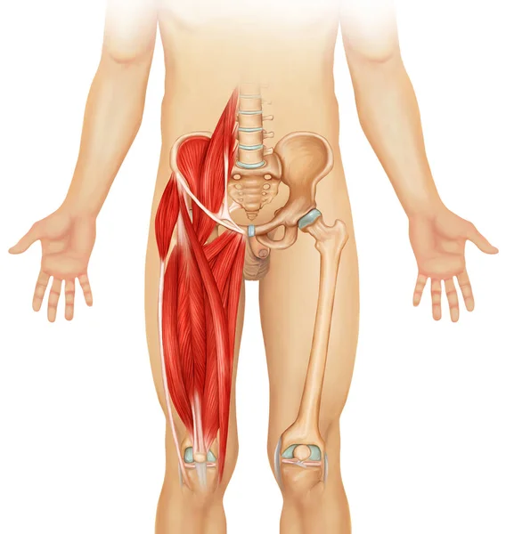 Beenspier Anatomie Medische Illustratie Stockfoto