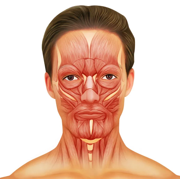 Male Face Anatomy Muscles Stockafbeelding