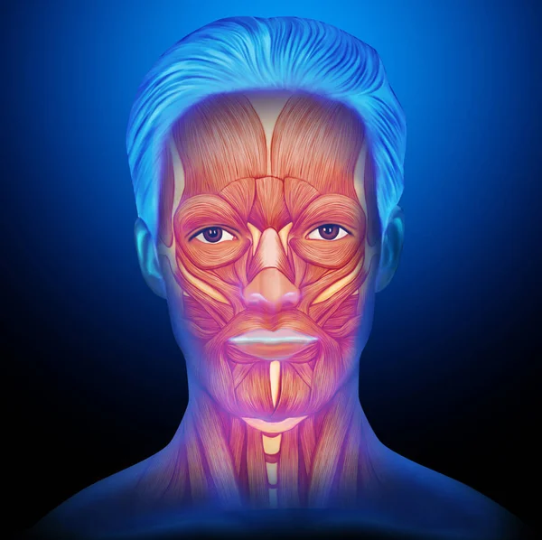 Male Face Anatomy Muscles Blue Body — Stock Photo, Image