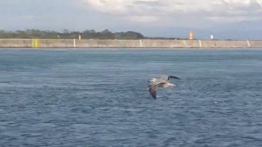 Sahildeki sahile yakın bir yerde bir martının uçuşu.