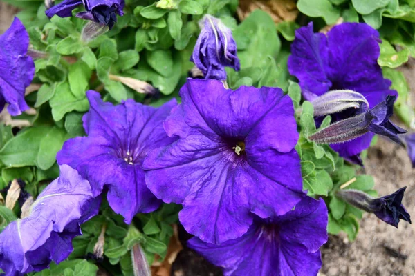 Маленькі Фіолетові Квіти Петунії — стокове фото