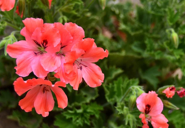 Маленькі Листяні Квіти Рослини Герані — стокове фото