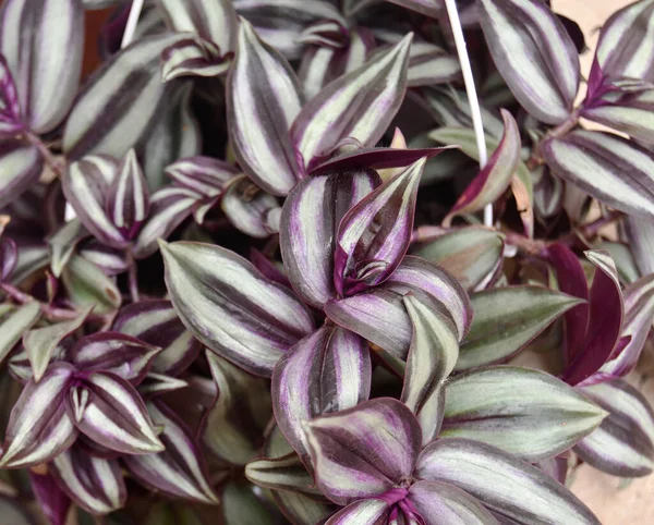 Tradescantia zebrina hanging plant with purple and green leaves