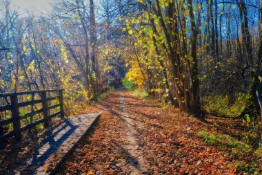 Sonbahar ormanı, yapraklar, sarı, turuncu, güneş
