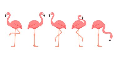 Flamingo kuş seti beyaz arka planda izole edildi. Vektör
