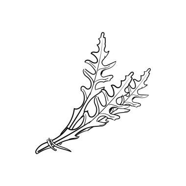 Taze roka, beyaz arka planda izole edilmiş el yapımı bir eskiz. Roket salatası ya da roka. raster