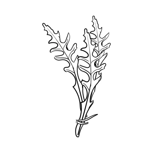 Folhas Arugula Frescas Esboço Desenhado Mão Isolado Fundo Branco Salada — Fotografia de Stock