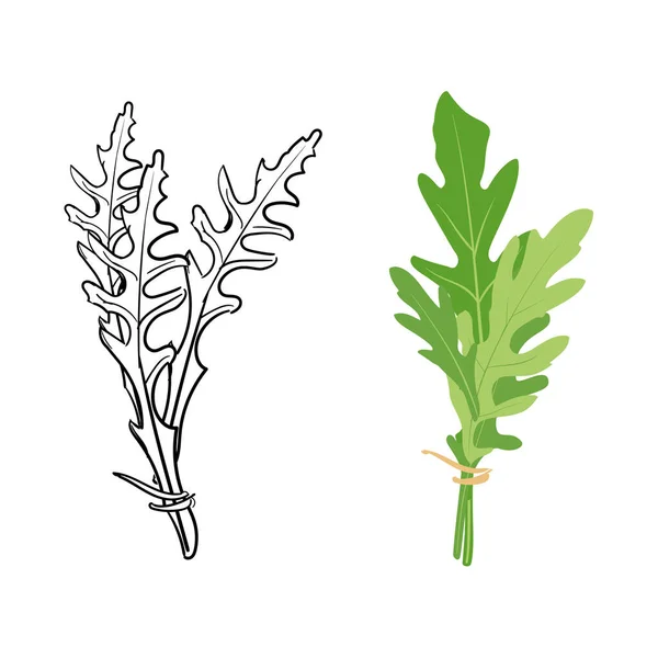 新鲜的牛油果叶子手绘草图孤立在白色背景上 火箭沙拉或阿鲁古拉 — 图库照片