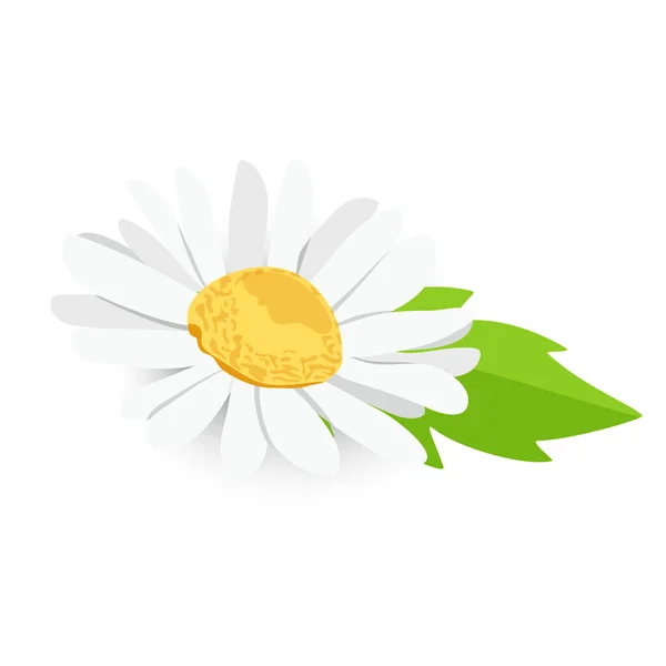 Belle Vue Dessus Fleur Marguerite Camomille Isolé Sur Fond Blanc — Image vectorielle