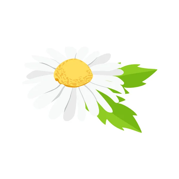 Kamille Oder Gänseblümchen Mit Blättern Auf Weißem Hintergrund Vektor — Stockvektor