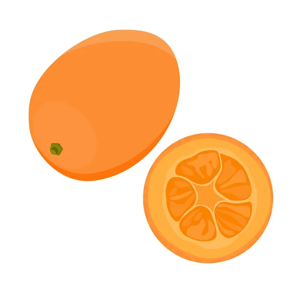 Hela Och Skurna Skivade Kumquat Eller Kumquat Frukt Isolerad Vit — Stock vektor